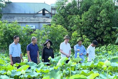 Cây sen mang lại sinh kế mới cho người dân Việt Hồng