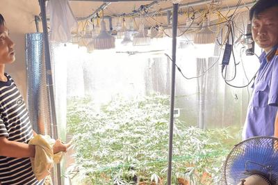 Triệt phá hệ thống trồng cần sa công nghệ cao trong nhà tại tỉnh Hưng Yên