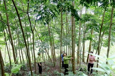 Phát triển bền vững từ trồng rừng thay thế