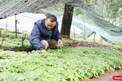 Hiệu quả bước đầu từ trồng dược liệu dưới tán rừng ở Nậm Nghẹp