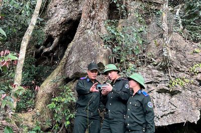 Tuyên Quang: Ban Quản lý rừng đặc dụng Nà Hang bảo vệ và phát triển rừng bền vững