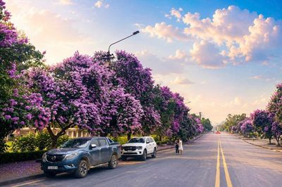 Sắc hoa mùa hạ tô điểm du lịch miền non nước