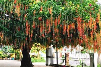 3 cây quý trong sân vườn, hút lộc lành cho gia đình: Chặt đi là mất lộc
