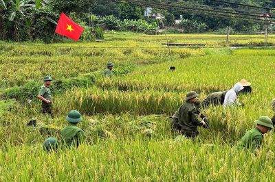 Mùa gặt đặc biệt trên cánh đồng Xuân Quang
