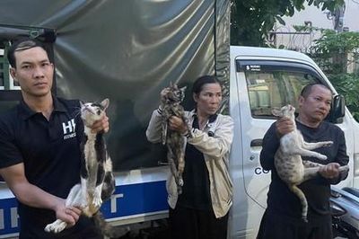 Công an TPHCM: Xóa sổ đường dây trộm cắp cho mèo chuyên nghiệp, giải cứu hơn 400 con mèo còn sống
