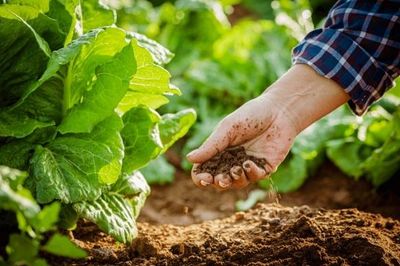 Việt Nam đứng thứ 5 châu Á về diện tích sản xuất nông nghiệp hữu cơ