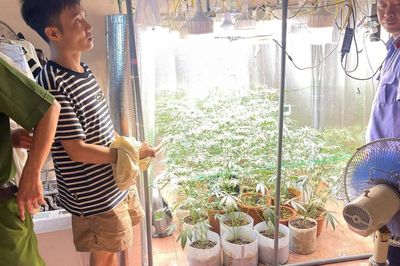 Bất ngờ với hệ thống 'mô phỏng' trồng cần sa trong nhà của gã thanh niên