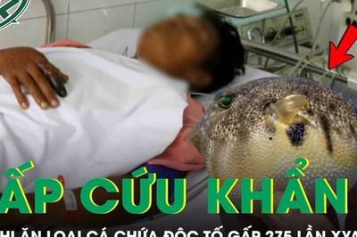 Người đàn ông 33 tuổi phải cấp cứu sau khi ăn loại cá chứa độc tố đáng sợ gấp 275 lần xyanua