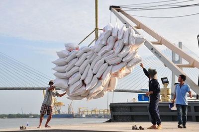 Phân cấp chứng nhận gạo thơm: Động lực tái cấu trúc ngành lúa gạo
