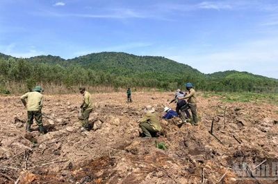Lâm Đồng: Công ty lâm nghiệp trồng 500ha rừng thay thế