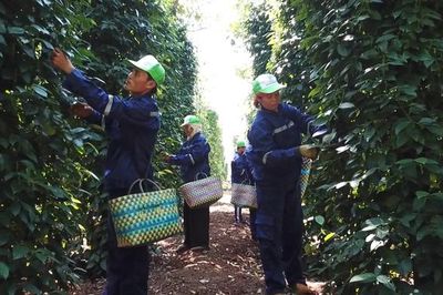 Khoác 'áo mới' cho hạt tiêu Việt