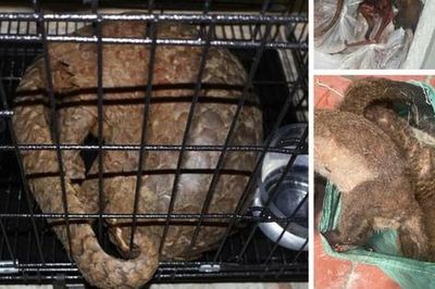 Cảnh sát triệt phá đường dây buôn bán động vật hoang dã xuyên biên giới