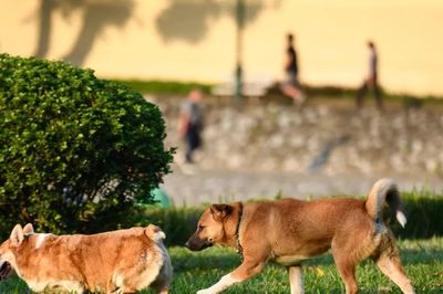 Không đeo rọ mõm cho chó ở nơi công cộng bị phạt tới 2 triệu đồng