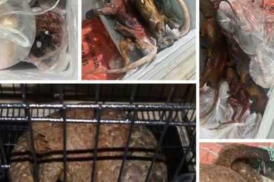 Lái xe gắn biển số giả để chở động vật hoang dã đi tiêu thụ