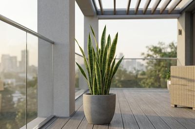 Cây lưỡi hổ chịu nắng nóng tốt không? Bật mí cách chăm sóc đúng cách