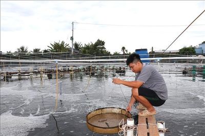 Giá tôm thẻ chân trắng giảm sâu