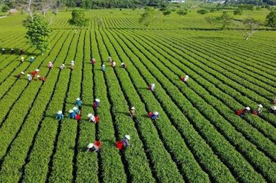 'Đánh thức' tiềm năng phát triển kinh tế ở xã Sơn Kim 2