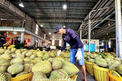Siết quy trình canh tác, 'giải cứu' sầu riêng Đồng Tháp