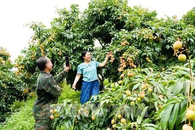 Vải thiều Bắc Ninh thu hơn 2.600 tỷ đồng ngay đầu vụ