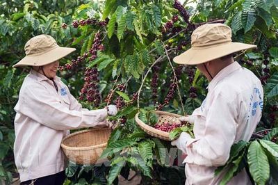 Dữ liệu trở thành 'hộ chiếu' cho nông, lâm sản Việt vào EU
