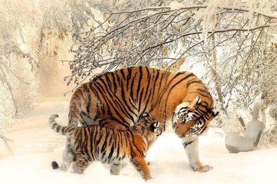3 con giáp sinh ra đã có ý chí mạnh mẽ, không ngại khó khăn nên dễ tạo dựng cơ nghiệp vững vàng