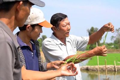 Từ vùng đất phèn đến mùa vàng 7 tấn lúa/ha