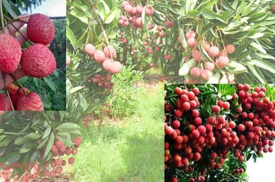 'Quả vàng' nơi chân đồi Đồng Quýt