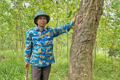 Để rừng gỗ lớn mang lại giá trị bền vững