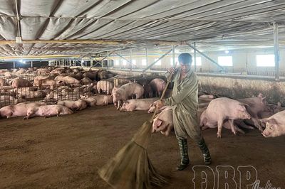 Trang trại chăn nuôi lớn an toàn trước dịch bệnh