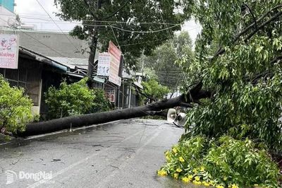 Cảnh báo nguy cơ sạt lở, lũ lụt và ngập nước trên địa bàn thành phố Đồng Nai trong mùa mưa bão