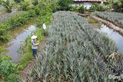 Giá khóm giảm mạnh, tiêu thụ gặp khó