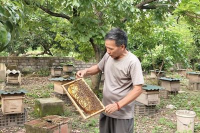 Mật ngọt Tân Thành