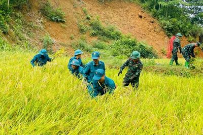 Hơn 30 cán bộ, chiến sĩ Ban CHQS xã Thượng Hà và dân quân xã hỗ trợ người dân thu hoạch lúa