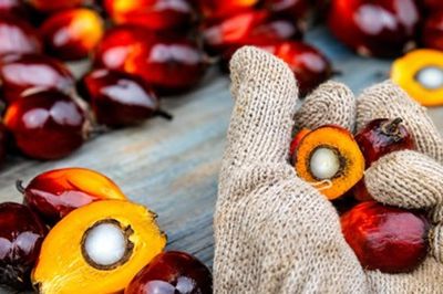 Giá dầu cọ thế giới hướng tới tuần tăng thứ tư, Indonesia siết chặt xuất khẩu