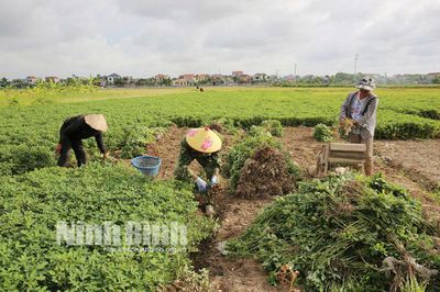 Mùa lạc xuân ở vùng đồng màu