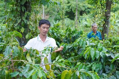 Nâng tầm thương hiệu cà phê Khe Sanh