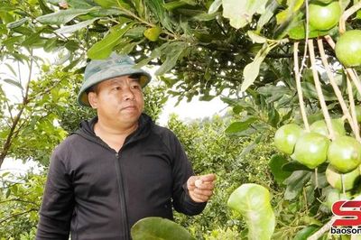 Triển vọng cây mắc ca ở vùng cao Kim Bon