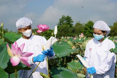 Đồng Tháp sắp tổ chức Lễ hội Sen lần thứ III