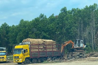'Tuýt còi' 7 trạm cân keo tràm không phép của một xã