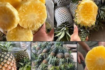 Dứa mật Pu Lau là dứa gì mà được nhiều người tiêu dùng 'săn đón' đến vậy?