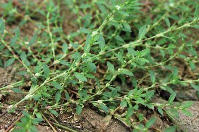 Cây biển súc và tiềm năng hỗ trợ sức khỏe đường tiết niệu