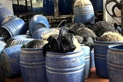 Dùng chất cấm để sản xuất giá đỗ, chủ cơ sở bị khởi tố