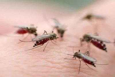 Sốt xuất huyết vào mùa cao điểm, đã có 5 người không qua khỏi