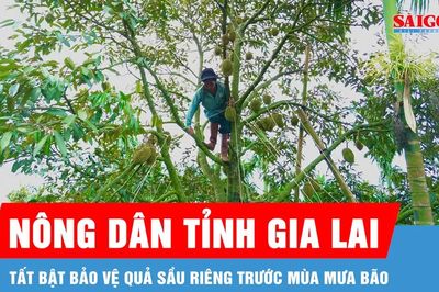 Gia Lai: Nhà nông tất bật bảo vệ quả sầu riêng