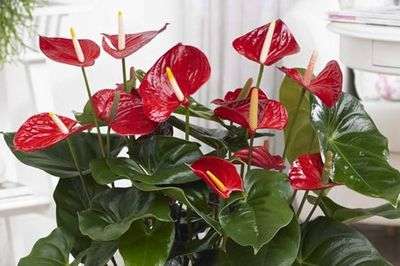 Không phải cây nào cũng hợp hướng Nam: Đây là 5 lựa chọn đáng cân nhắc