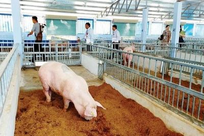 Giảm phát thải khí mê-tan từ lớp đệm lót trong chuồng trại