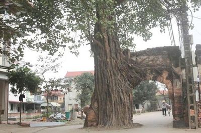 Thân thương một bóng cổng làng