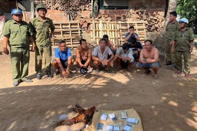 Đồng Tháp: Công an xã bắt quả tang 11 đối tượng đá gà ăn thua bằng tiền