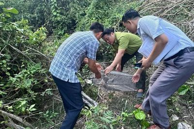 Hạt Kiểm lâm khu vực Phù Mỹ thả cá thể tê tê quý hiếm về rừng tự nhiên