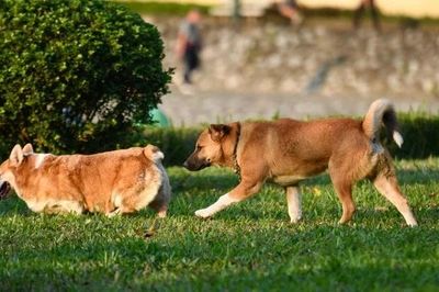 Phạt tiền 1-2 triệu đồng nếu không đeo rọ mõm cho chó ở nơi công cộng